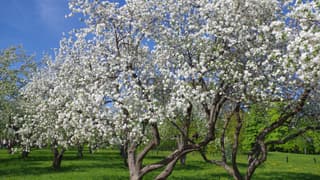 Spring