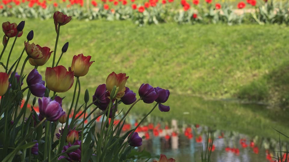 药剂师花园 · 春季