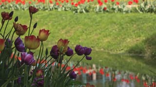 Apothecary Garden · Spring