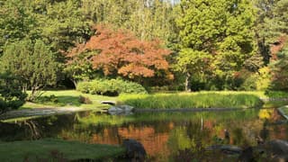 Autumn colours in the Japanese Garden